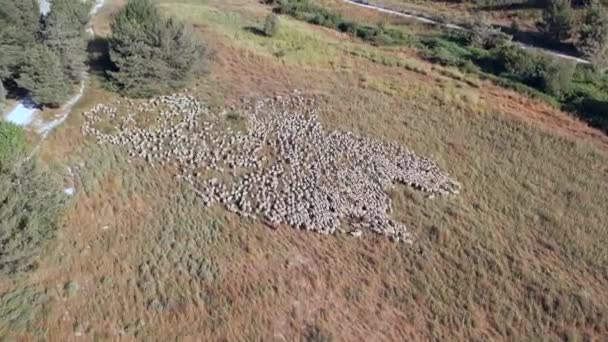 羊の放牧 緑の牧草地に向かう羊の群れ — ストック動画