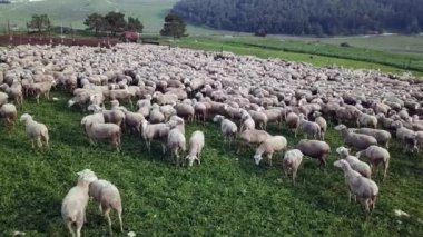 Beyaz koyun sürüsü otluyor.