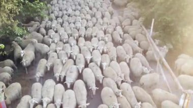 Koyun otlatma. Koyun sürüsü yeşil çayırlara doğru gidiyor..