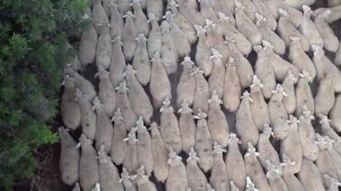 Koyun otlatma. Koyun sürüsü yeşil çayırlara doğru gidiyor..