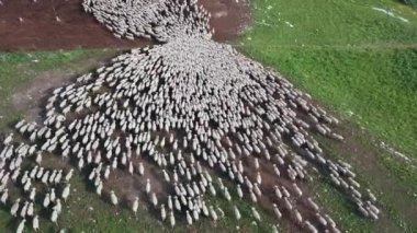 Beyaz koyun sürüsü otluyor.