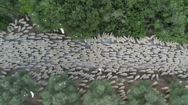 Пасутся Овцы Стадо Овец Направляется Зеленому Пастбищу — стоковое видео