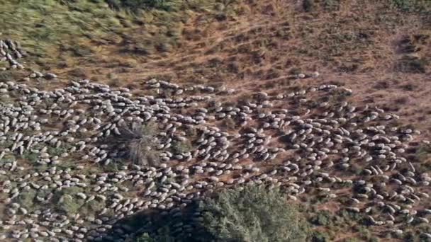 Koyun Otlatma Koyun Sürüsü Yeşil Çayırlara Doğru Gidiyor — Stok video