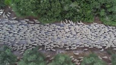 Koyun otlatma. Koyun sürüsü yeşil çayırlara doğru gidiyor..