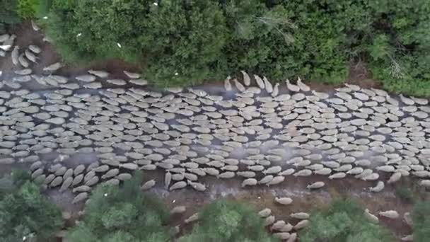 羊群奔向绿色的牧场 — 图库视频影像