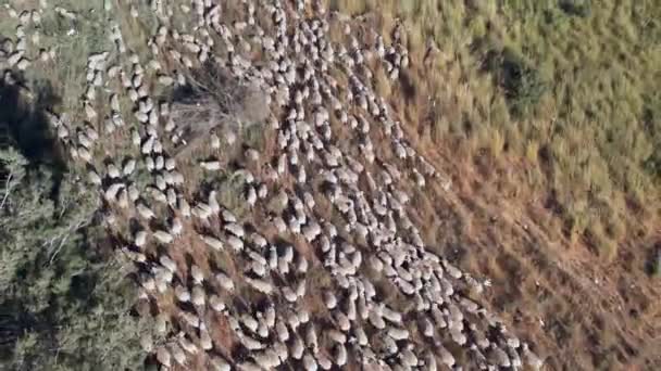 Sheep Grazing Sheep Herd Heading Green Pasture — Stock Video