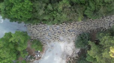Koyun otlatma. Koyun sürüsü yeşil çayırlara doğru gidiyor..