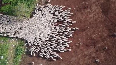 Beyaz koyun sürüsü otluyor.