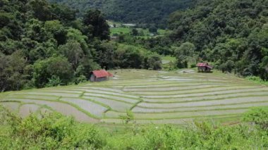Yeşil bir arazide pirinç terasları tarımın güzelliğini gözler önüne seriyor..