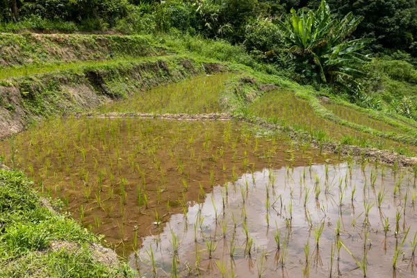 Yeşil çeltik tarlaları. Chiang Mai, Tayland 'da pirinç tarlaları.. 