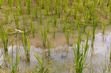 Canlı yeşil filizleri olan yemyeşil pirinç tarlaları onları çevreleyen huzurlu sulara güzelce yerleşir.