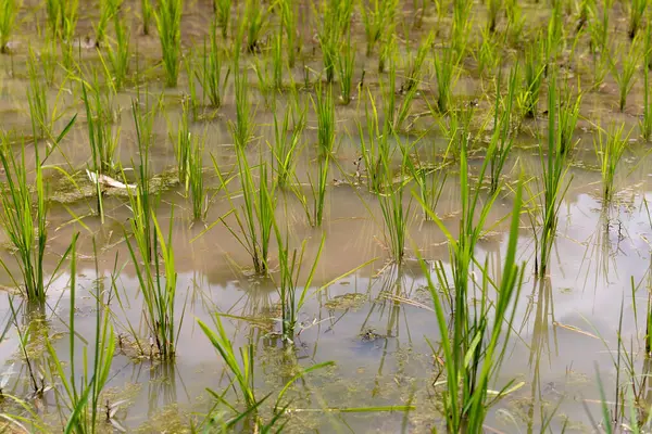 Canlı yeşil filizleri olan yemyeşil pirinç tarlaları onları çevreleyen huzurlu sulara güzelce yerleşir.