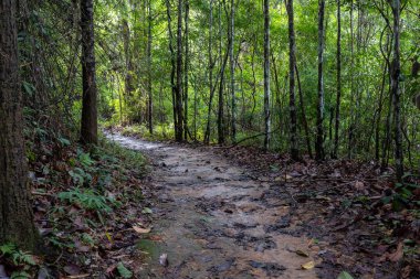  Bereketli tropikal bir çevrede, çeşitli bitki örtüleriyle dolu canlı yeşil bir ormanda huzurlu bir patika esiyor..