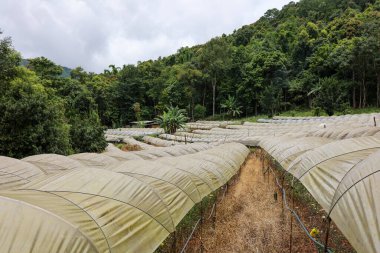 Organize sera sıraları, canlı yeşil bir yamaçla kurulmuş, çevre dostu tarım için mükemmel..