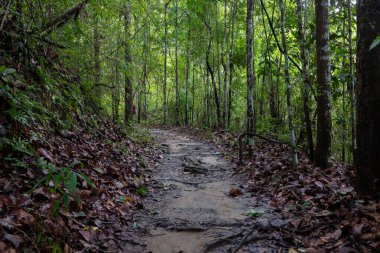  Bereketli tropikal bir çevrede, çeşitli bitki örtüleriyle dolu canlı yeşil bir ormanda huzurlu bir patika esiyor..