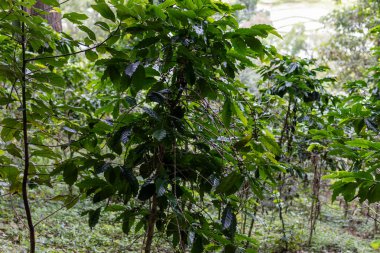 Taze yeşil kahve çekirdekleri kahve ağacının üzerinde çok güzel yetişiyor. Canlı ve sağlıklı yapraklar sergiliyorlar.