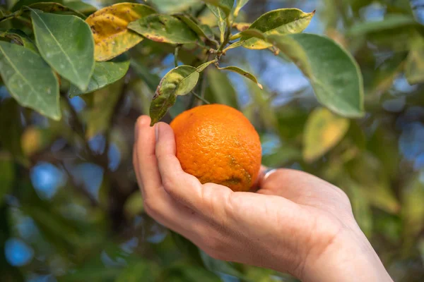 Ripe orange tangerine or mandarin in a hand on a tree, close up. Woman cut a harvest in a garden with citrus fruits.