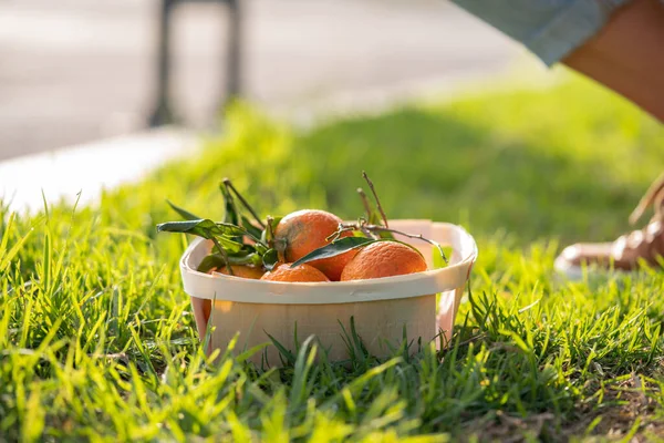 Reife Orangefarbene Mandarine Oder Mandarine Stapelweise Einem Holzkorb Ökogarten Mit Stockfoto