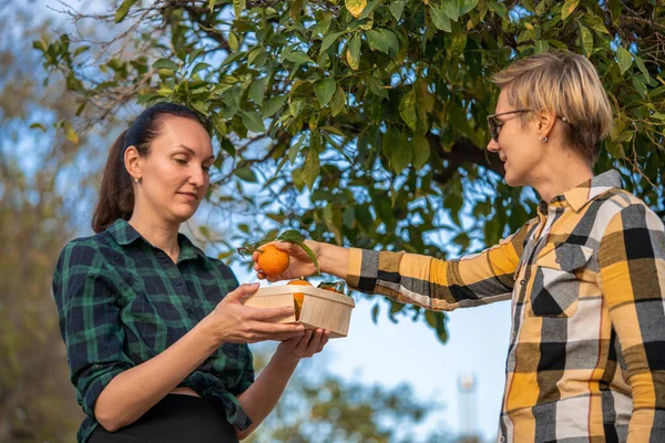 Två Kvinnor Skär Skörd Trädgård Med Mogen Apelsinmandarin Eller Mandarin Stockbild