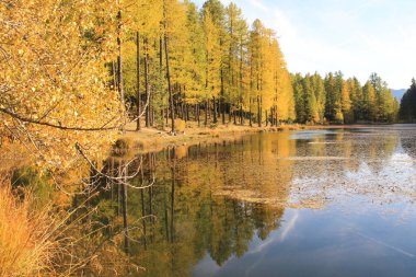 Muhteşem lac de roue Muhteşem bir tarla ormanıyla sınırlıydı, Queyras Doğal Parkı, Fransız Alpleri
