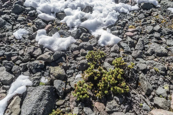 Scarce snow on the ground, stones, and little vegetation. Concept of climate change.
