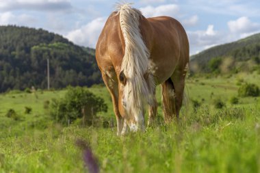 Güzel kırmızı at baharda çayırda otluyor..