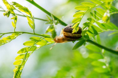 Yaz günlerinde yeşil yapraklı salyangoz.