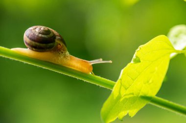 Yaz günlerinde yeşil yapraklı salyangoz.