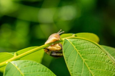 Yaz günlerinde yeşil yapraklı salyangoz.