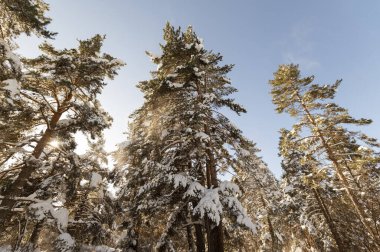 Bulgar dağlarının kış manzarası.