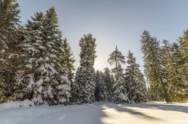 Bulgar dağlarının kış manzarası.