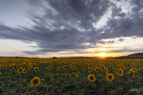 Sunflower field in rural area, under storm clouds, in summer.