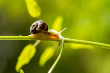 Güzel bir salyangoz sabah çiğ, makro, yumuşak odaklı.