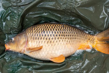 Güneş doğarken bir salıncakta canlı sazan balığı.