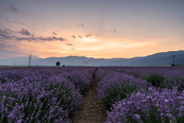 Bulgaristan 'da günbatımında bir tarlada açan lavanta.