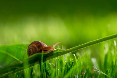 Sabah çiğ, makro ve yumuşak odaklı çimenlerde güzel bir salyangoz. Bahar mevsiminde çimen ve yonca yaprakları su damlacıkları içinde. Saf doğanın inanılmaz sevimli sanatsal görüntüsü..