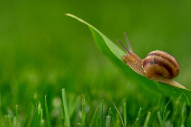 Sabah çiğ, makro ve yumuşak odaklı çimenlerde güzel bir salyangoz. Bahar mevsiminde çimen ve yonca yaprakları su damlacıkları içinde. Saf doğanın inanılmaz sevimli sanatsal görüntüsü..