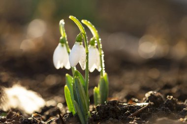 İlk bahar çiçekleri Sabah damlalarıyla.