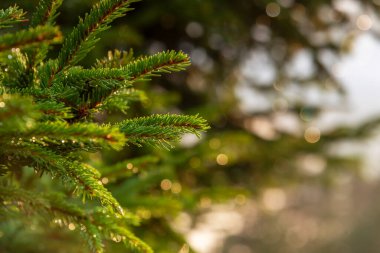 bir kürk ağacı veya çam ağacının yeşil dikenli dalları.