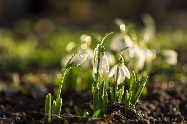 İlk bahar çiçekleri Sabah damlalarıyla