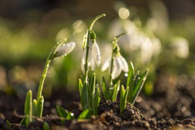 İlk bahar çiçekleri Sabah damlalarıyla