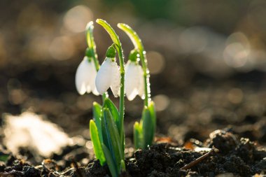 İlk bahar çiçekleri Sabah damlalarıyla