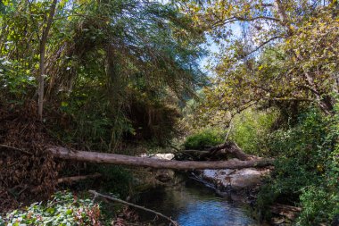 View of Kziv Stream at the end of the Black marked trail, Montfort Nahal Kziv National park, Western Galilee, Northern District of Israel, Israel. High quality photo