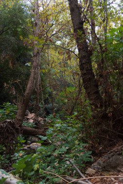 View of Kziv Stream at the end of the Black marked trail, Montfort Nahal Kziv National park, Ein Tamir, Ein Hardalit Western Galilee, Northern District of Israel, Israel. High quality photo
