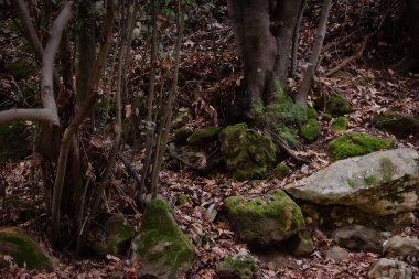 View of Kziv Stream at the end of the Black marked trail, Montfort Nahal Kziv National park, Ein Tamir, Ein Hardalit Western Galilee, Northern District of Israel, Israel. High quality photo