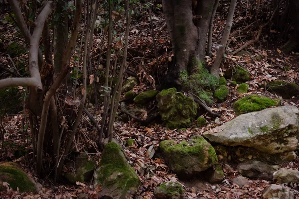 View of Kziv Stream at the end of the Black marked trail, Montfort Nahal Kziv National park, Ein Tamir, Ein Hardalit Western Galilee, Northern District of Israel, Israel. High quality photo