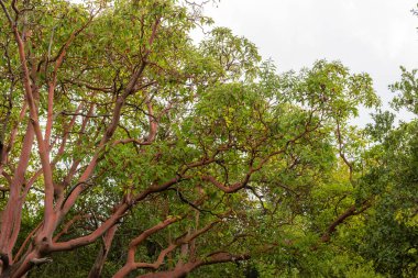 Trunk of arbutus tree with its peeling pink bark. View of Kziv Stream at the end of the Black marked trail, Montfort Nahal Kziv National park, Western Galilee, Northern District of Israel
