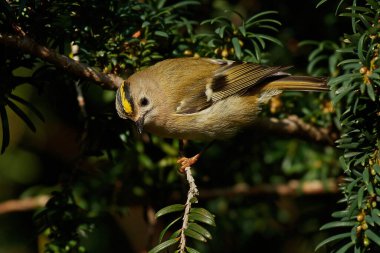 Goldcrest Danimarka 'daki doğal ortamında