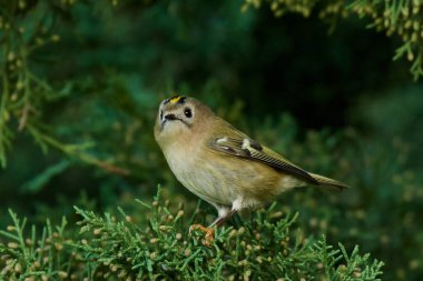 Goldcrest Danimarka 'daki doğal ortamında