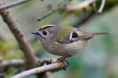Goldcrest (Regulus regulus) doğal ortamında